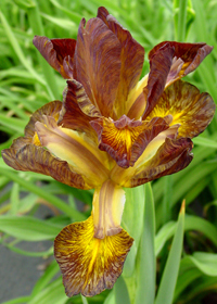 Iris x spuria 'Chestnut Yellow'